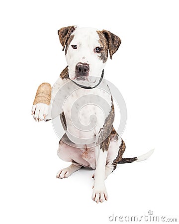 Pit Bull Dog With Injured Paw Stock Photo