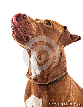 Pit Bull Dog Licking Lips Stock Photo