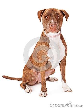 Pit Bull Dog Wearing Pink Collar Stock Photo