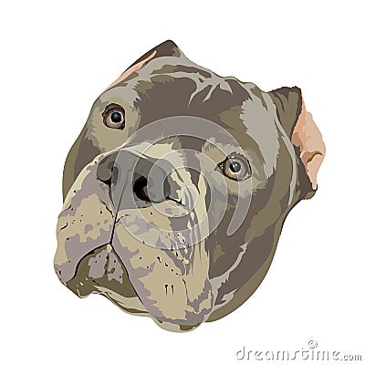 Pit bull head Vector Illustration