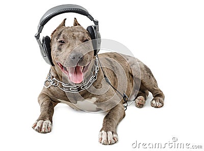 Pit bull in headphones Stock Photo