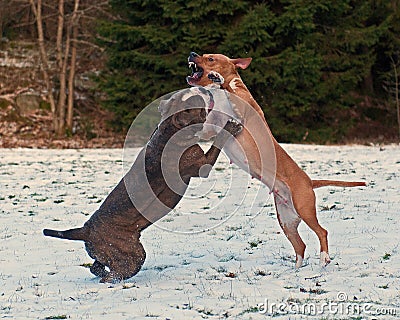 Pitbull play fighting with Bulldog in the Snow Stock Photo
