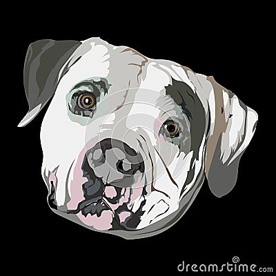 Pit bull portrait Vector Illustration