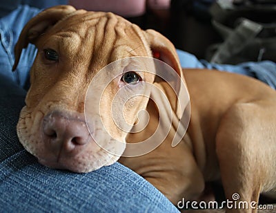 Pit bull puppy Stock Photo