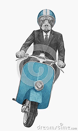 Pit Bull rides scooter. Hand-drawn illustration. Cartoon Illustration