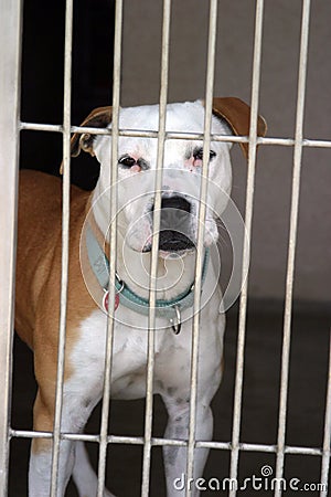 Pit bull sits in his cage Stock Photo