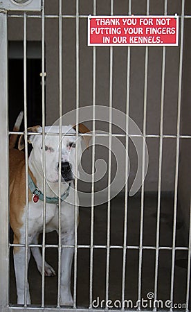 Pit bull sits in his cage at the animal shelter Stock Photo