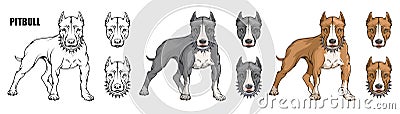 Pit bull terrier, american pit bull, pet logo, dog pitbull, colored pets for design, colour illustration suitable as logo or team Vector Illustration