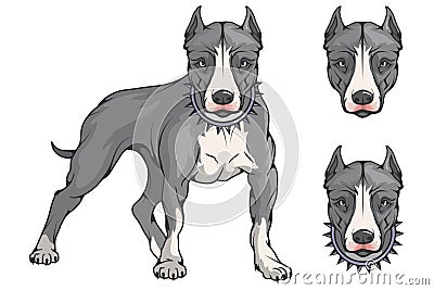 Pit bull terrier, american pit bull, pet logo, dog pitbull, colored pets for design, colour illustration suitable as logo or team Vector Illustration