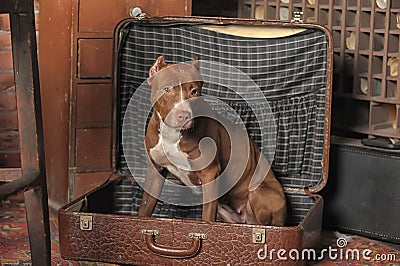 Dog in suitcase Stock Photo