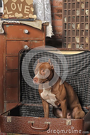 Dog in suitcase Stock Photo