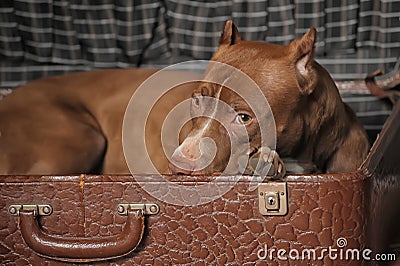 Dog in suitcase Stock Photo