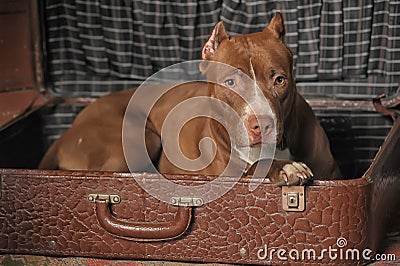 Dog in suitcase Stock Photo