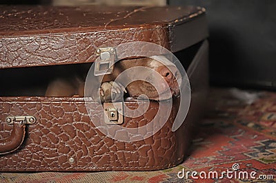 Dog in suitcase Stock Photo