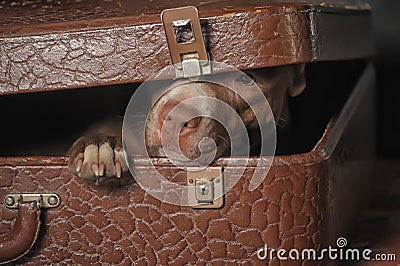 Dog in suitcase Stock Photo