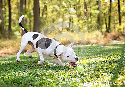 A Pit Bull Terrier mixed breed dog chasing a ball outdoors Stock Photo