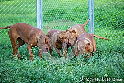 The pit bulls happily ran around on the green lawn in the cage. Many people tend to view it as ferocious. But its appearance is Stock Photo