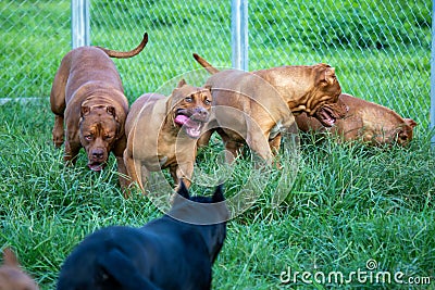 The pit bulls happily ran around on the green lawn in the cage. Many people tend to view it as ferocious. But its appearance is Stock Photo
