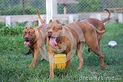 The pit bulls happily ran around on the green lawn in the cage. Many people tend to view it as ferocious. But its appearance is Stock Photo