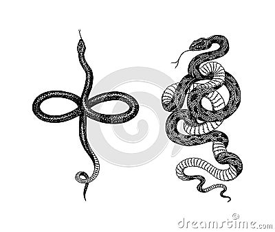Pit viper. Crotaline snake or pit adders. Eastern racer or Coluber constrictor. Venomous Reptilia illustration. Engraved Vector Illustration