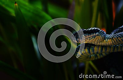 Pit Viper, venomous snake Stock Photo