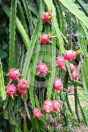 Pitahaya plantation dragon fruit in thailand in the summer, dragon fruit on the dragon fruit tree waiting for the harvest in the Stock Photo