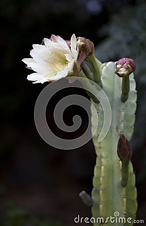 Vertical shot of pitaya cactus with open white flower Stock Photo