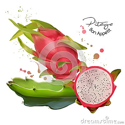 Pitaya and splashes watercolor illustration Cartoon Illustration