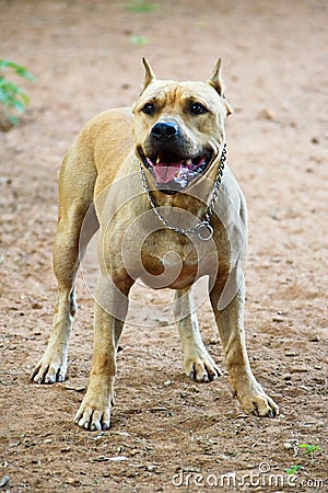 Pitbull Stock Photo