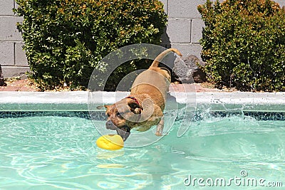Pitbull diving for his toy in pool Stock Photo