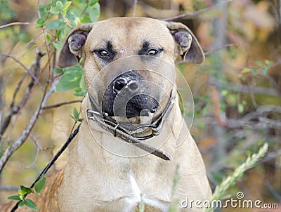 Pitbull with dog fight scars on nose Stock Photo