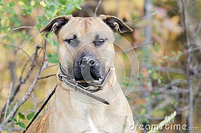 Pitbull with dog fight scars on nose Stock Photo