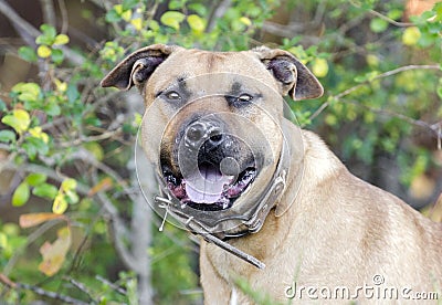 Pitbull with dog fight scars on nose Stock Photo