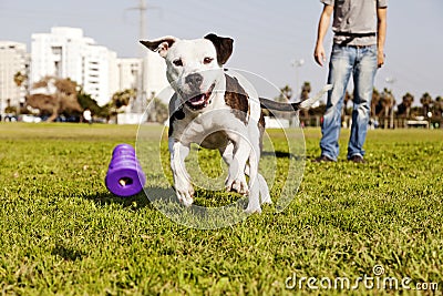 Pitbull Running after Dog Chew Toy Stock Photo