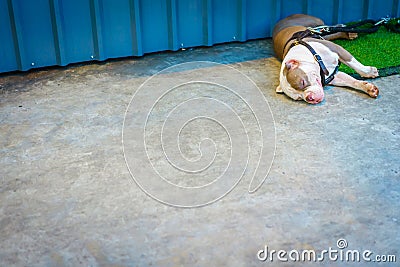 Pitbull dog sleeping on the road, hipster and minimalist photography Stock Photo