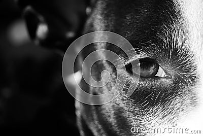 Pitbull Eye Stock Photo