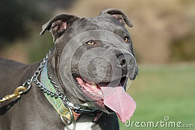 Pitbull Stock Photo