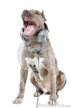 Pitbull in headphones loud sings Stock Photo