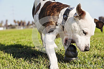 Pitbull Grabbinbg Dog Chew Toy on Park Grass Stock Photo