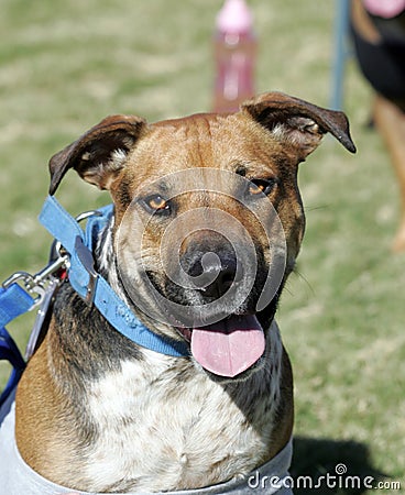 Pitbull mix playing at the park Stock Photo