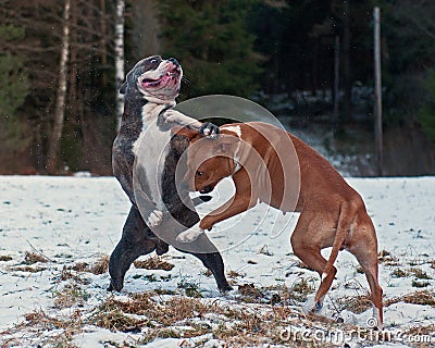 Pitbull play fighting with O.E. Bulldog Stock Photo