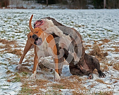 Pitbull play fighting with Olde English Bulldog Stock Photo