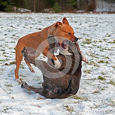 Pitbull play fighting with Olde English Bulldog Stock Photo