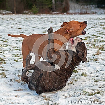 Pitbull play fighting with Olde English Bulldog Stock Photo