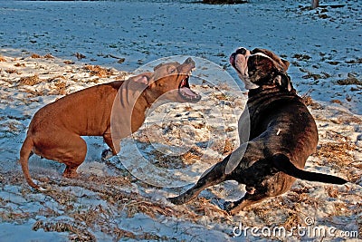 Pitbull play fighting with Olde English Bulldog Stock Photo