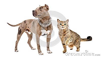 Pitbull and playful cat Scottish Straight standing together Stock Photo