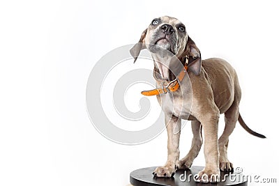 Pitbull puppy Stock Photo