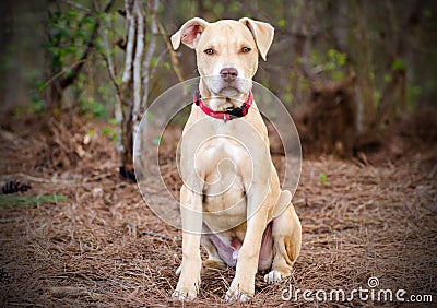 Pitbull puppy dog Stock Photo