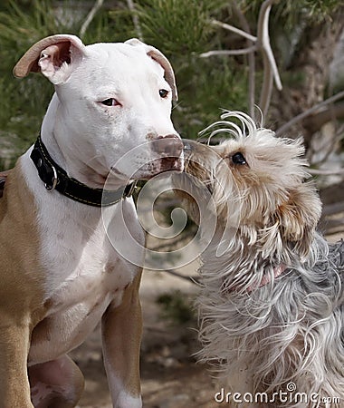 Pitbull puppy getting a kiss Stock Photo
