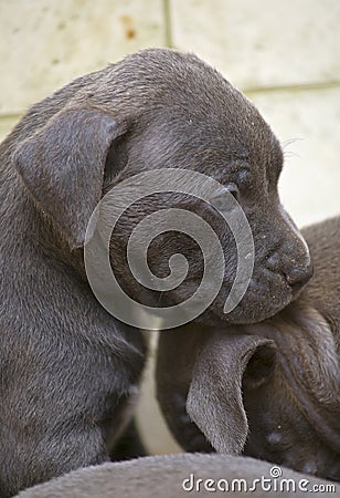 Pitbull Puppy Portrait Stock Photo